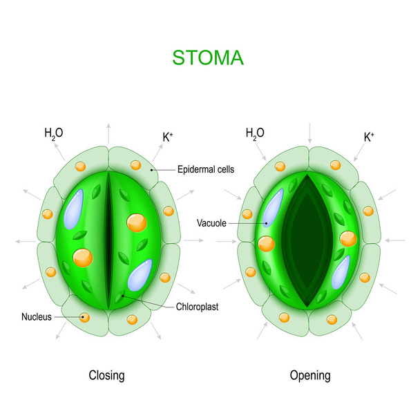 Stoma (open en gesloten). Structuur van het stomale complex. - Vector, afbeelding