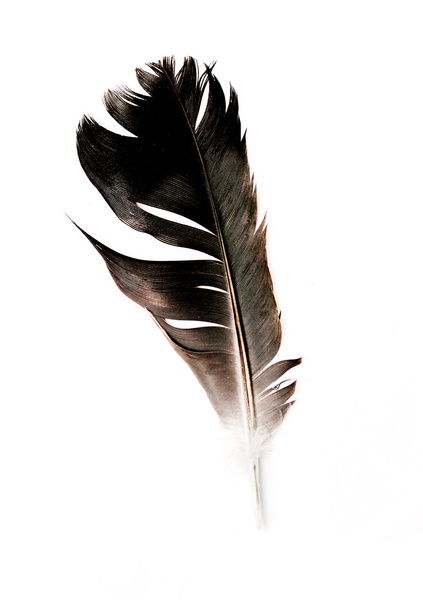 Bird feather - Photo, Image