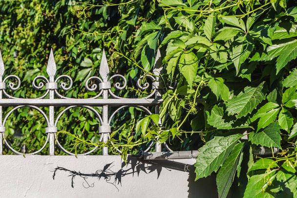 Nádherné zelené listy dívských vinných hroznů na šedém kovovým plotu na rozostřené pozadí parku v létě - Fotografie, Obrázek