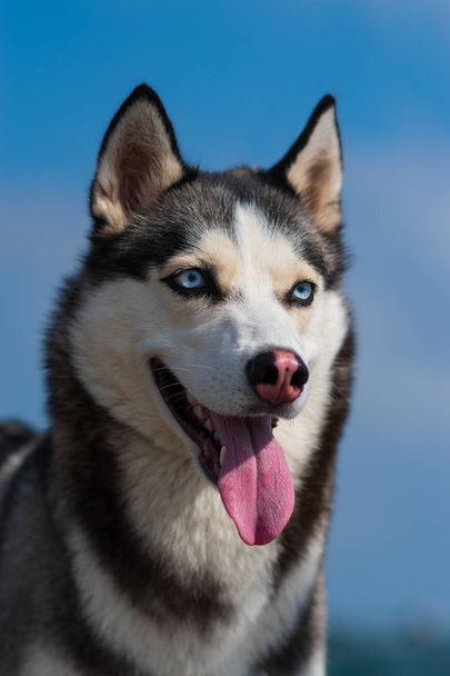 Chiot Husky Husky chien de Sibérie
 - Photo, image