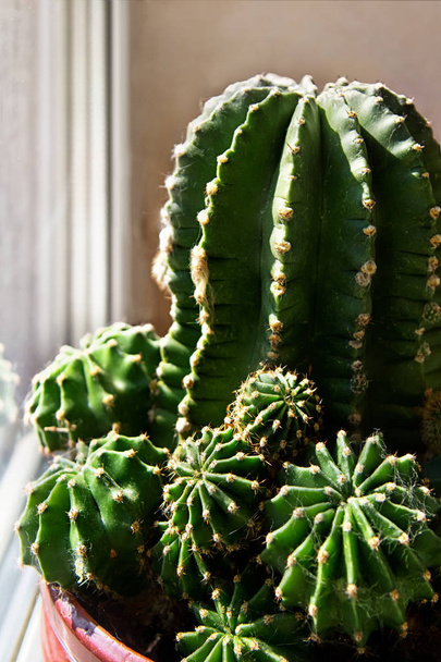Cactus de plantes d'intérieur (Echinocactus) en pot de fleurs
. - Photo, image