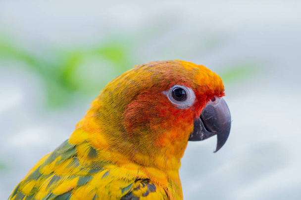 Colorful yellow parrot, Sun Conure (Aratinga solstitialis), port - Photo, Image
