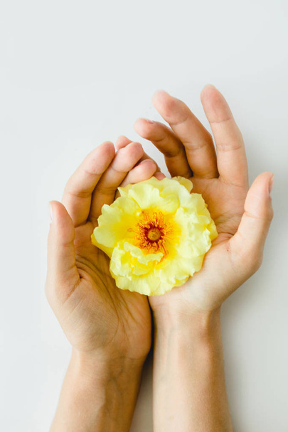 rosa amarilla perfecta en las manos sobre fondo blanco
 - Foto, Imagen