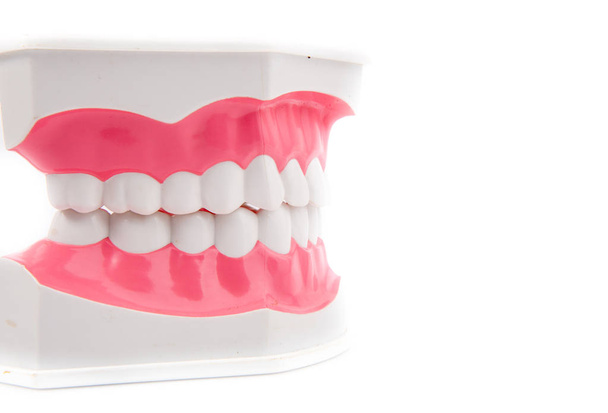 Dental Model  - Photo, Image
