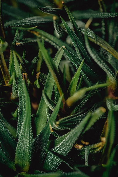 full frame image of aloe vera green plant  - Фото, изображение