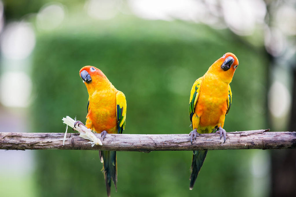 Colorful yellow parrot, Sun Conure - Photo, Image
