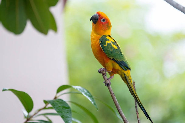 Colorful yellow parrot, Sun Conure (Aratinga solstitialis), stan - Photo, Image