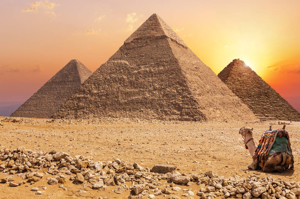 Trois pyramides principales de Gizeh et un chameau au coucher du soleil, Egypte
 - Photo, image