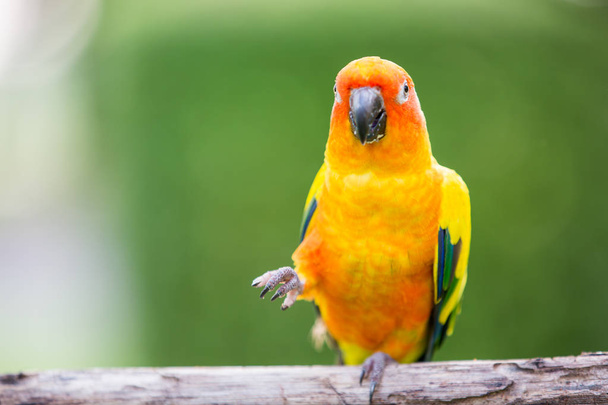 Colorful yellow parrot, Sun Conure - Photo, Image