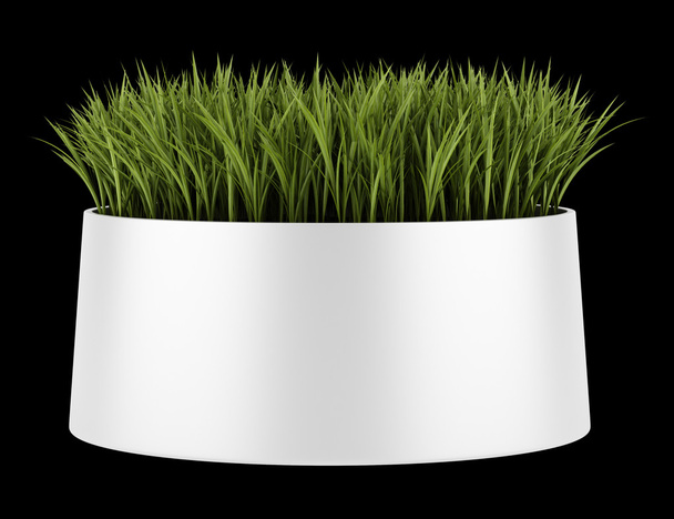 decorative grass in pot isolated on black background - Foto, imagen
