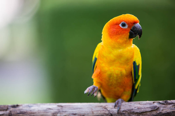 Colorful yellow parrot, Sun Conure - 写真・画像