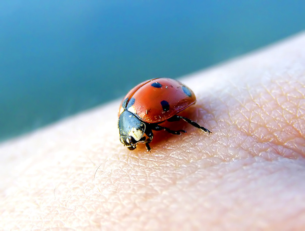 Ladybug - Photo, Image