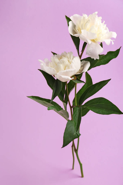 Bellissimi fiori di peonia su sfondo di colore
 - Foto, immagini
