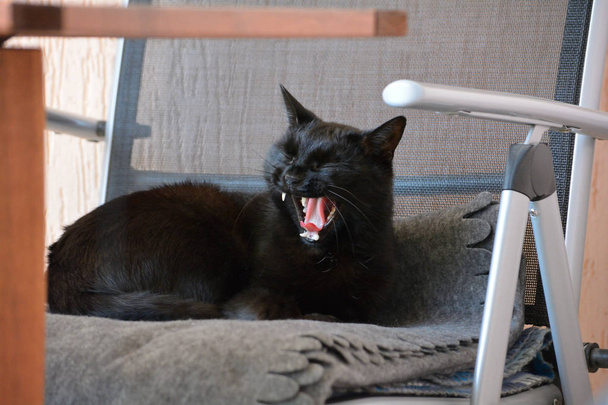 Κομψή μαύρη γάτα κουλουριασμένη σε μια καρέκλα κήπου, χασμουριέται - Φωτογραφία, εικόνα