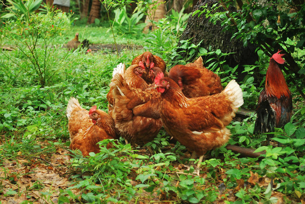 Kippeneieren fokken vind je eigen natuurlijke voeding. - Foto, afbeelding