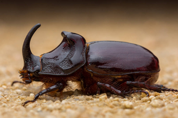 europeam rhinoceros beetle, oryctes nasicorn - Photo, Image