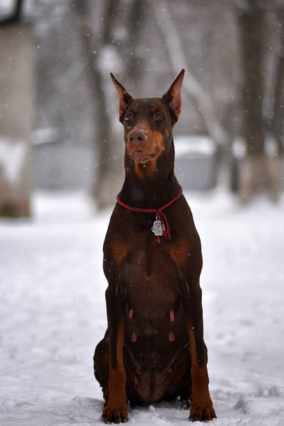  ドーベルマンポーズ犬の肖像画  - 写真・画像