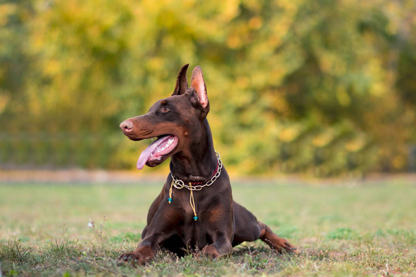  Ντόμπερμαν που ποζάρει πορτρέτο σκύλου  - Φωτογραφία, εικόνα