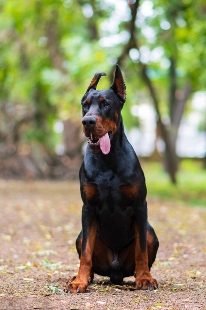 ドーベルマンポーズ犬の肖像画  - 写真・画像