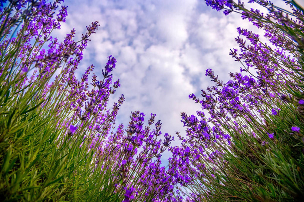 Beautiful lavender fields on a sunny day. lavender blooming scen - Photo, Image