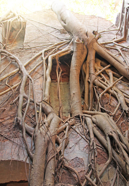 Οι παλιές ρίζες του δέντρου φυτρώνουν στον παλιό τοίχο του οχυρού στην Ινδία. Στο οχυρό Ρέντι. In - Φωτογραφία, εικόνα