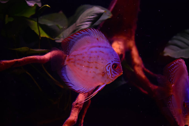 discus fish in aquarium, tropical fish. Symphysodon discus from Amazon river. Blue diamond, snakeskin, red turquoise and more - Photo, Image