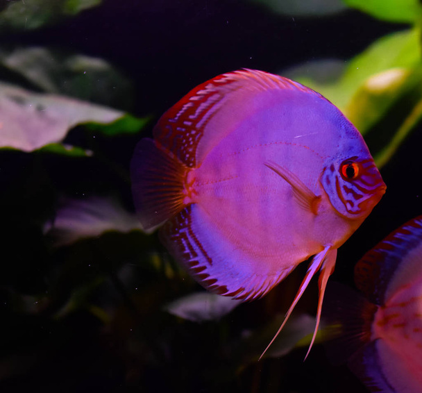 Diskusfische im Aquarium, tropische Fische. Symphysodon discus aus dem Amazonas. Blauer Diamant, Schlangenhaut, roter Türkis und mehr - Foto, Bild