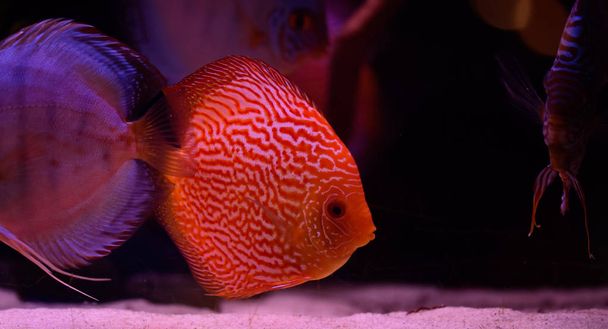 discus fish in aquarium, tropical fish. Symphysodon discus from Amazon river. Blue diamond, snakeskin, red turquoise and more - Zdjęcie, obraz
