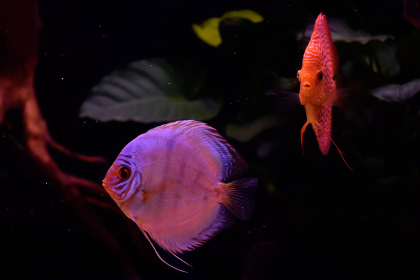 Diskusfische im Aquarium, tropische Fische. Symphysodon discus aus dem Amazonas. Blauer Diamant, Schlangenhaut, roter Türkis und mehr - Foto, Bild