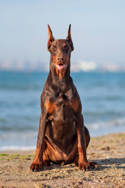 Ντόμπερμαν Pinscher θάλασσα κουτάβι σκύλος - Φωτογραφία, εικόνα