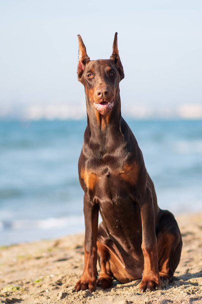 Собака породы доберман
 - Фото, изображение