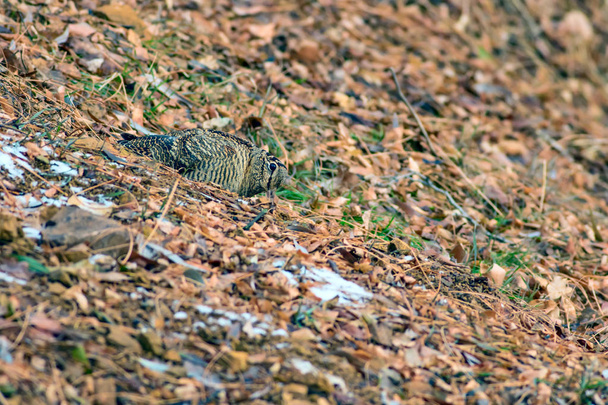 Woodcock. Pájaro camuflaje. Hojas secas marrones. Bird: Eurasian Woodcock. Scolopax rusticola
. - Foto, Imagen