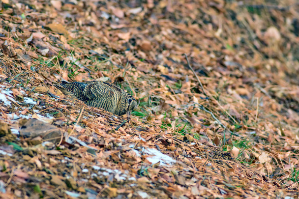Woodcock. Camouflage bird. Brown dry leaves. Bird: Eurasian Woodcock. Scolopax rusticola. - Photo, Image