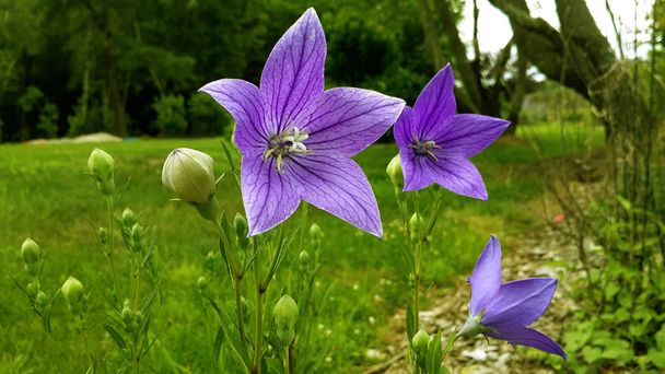 Balão Flor em casa jardim campânula azul sino flor - Foto, Imagem