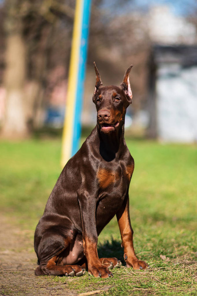 Собака по кличке Доберман - лучший щенок в мире
 - Фото, изображение