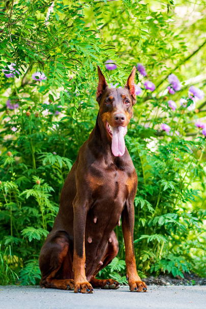 ドーベルマン犬最高のフレンド子犬 - 写真・画像
