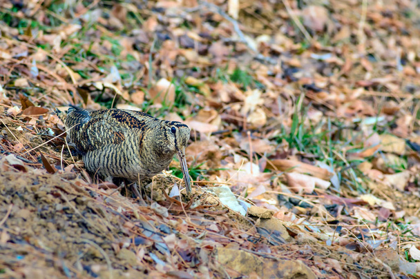 Woodcock. Pájaro camuflaje. Hojas secas marrones. Bird: Eurasian Woodcock. Scolopax rusticola
. - Foto, imagen