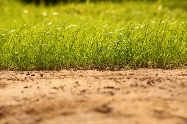 Сухая трава в саду
 - Фото, изображение