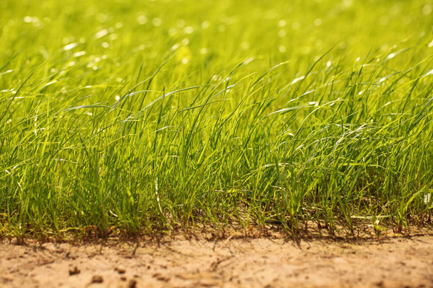 Сухе трав'яне поле в саду
 - Фото, зображення