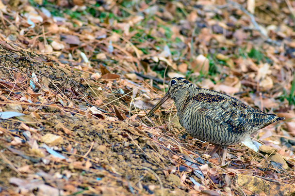 Woodcock. Camouflage bird. Brown dry leaves. Bird: Eurasian Woodcock. Scolopax rusticola. - Photo, Image