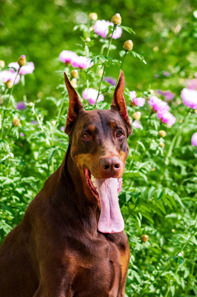 Doberman posa in un cucciolo parco della città
 - Foto, immagini