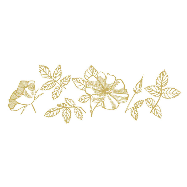 Wild rose flowers drawing and sketch illustrations. Decorative floral set for fabric, textile, wrapping paper, card, invitation, wallpaper, web design. - Φωτογραφία, εικόνα