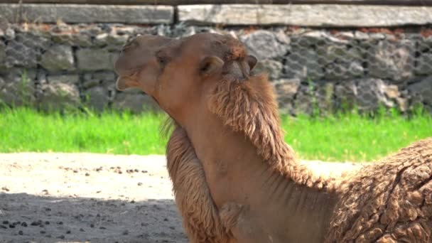 Close-Up Camel Rumin View. - Footage, Video