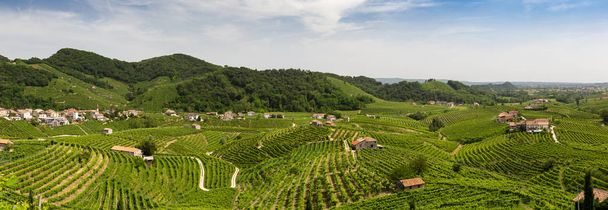 Panorama of vineyard county around Valdobbiadene - Zdjęcie, obraz