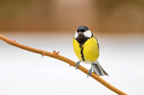 Χαριτωμένο πουλί. Χειμερινό φόντο της φύσης. Πουλί: μεγάλο βυζί. Παρους. - Φωτογραφία, εικόνα