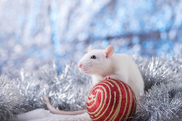 Happy New Year! Symbol of New Year 2020 - white or metal (silver) rat. Cute rat with Christmas decorated - Photo, image