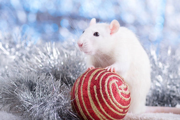 Happy New Year! Symbol of New Year 2020 - white or metal (silver) rat. Cute rat with Christmas decorated - Фото, изображение