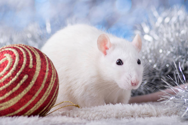 Happy New Year! Symbol of New Year 2020 - white or metal (silver) rat. Cute rat with Christmas decorated - Photo, Image