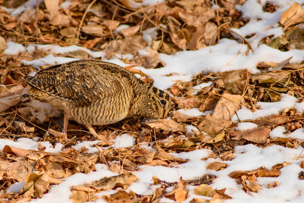 Pájaro camuflaje woodcock. Hojas secas de color marrón y fondo de nieve.. Ave: Eurasian Woodcock. Scolopax rusticola
. - Foto, imagen
