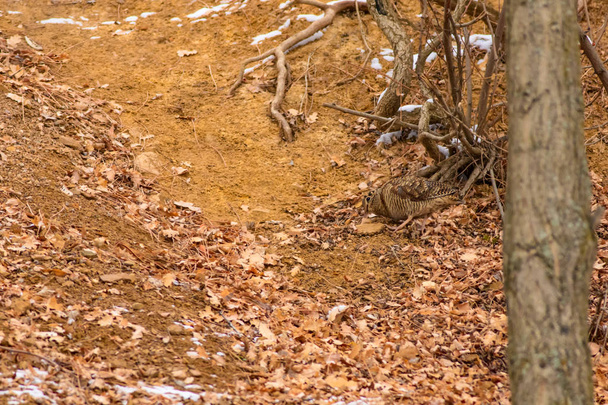 Pássaro de camuflagem. Woodcock. Folhas secas. Fundo da natureza marrom. Pássaro: Eurasiático Woodcock. Scolopax rusticola
 . - Foto, Imagem